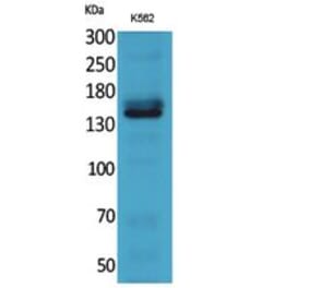Western blot - RFC1 Polyclonal Antibody from Signalway Antibody (41771) - Antibodies.com
