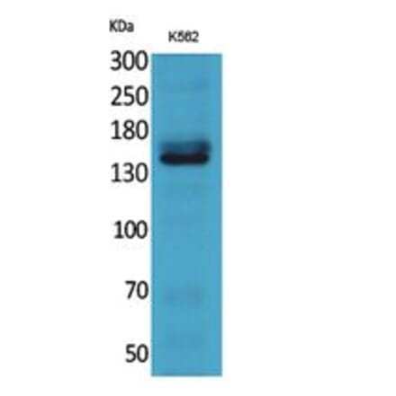 Western blot - RFC1 Polyclonal Antibody from Signalway Antibody (41771) - Antibodies.com