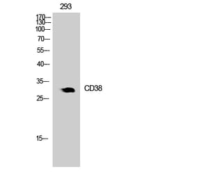 Western blot - CD38 Polyclonal Antibody from Signalway Antibody (41777) - Antibodies.com