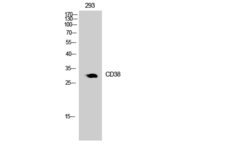 Western blot - CD38 Polyclonal Antibody from Signalway Antibody (41777) - Antibodies.com