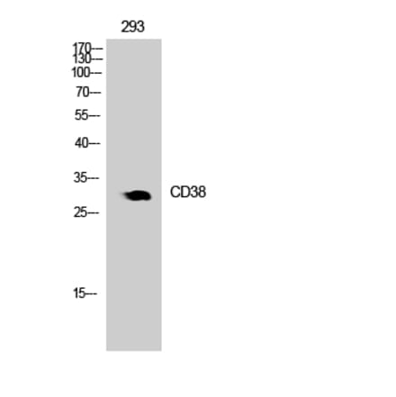 Western blot - CD38 Polyclonal Antibody from Signalway Antibody (41777) - Antibodies.com