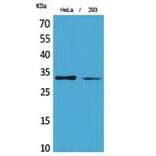 Western blot - SDHB Polyclonal Antibody from Signalway Antibody (41824) - Antibodies.com