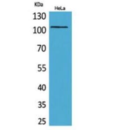 Western blot - MCM6 Polyclonal Antibody from Signalway Antibody (41827) - Antibodies.com