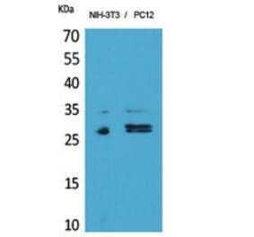 Western blot - DcR1 Polyclonal Antibody from Signalway Antibody (41854) - Antibodies.com