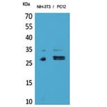 Western blot - DcR1 Polyclonal Antibody from Signalway Antibody (41854) - Antibodies.com