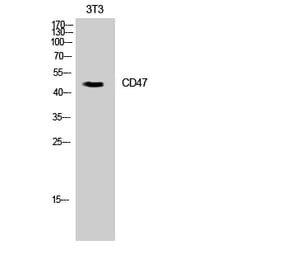 Western blot - CD47 Polyclonal Antibody from Signalway Antibody (41879) - Antibodies.com