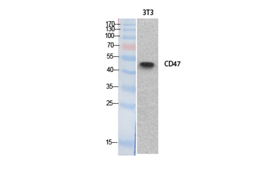 Western blot - CD47 Polyclonal Antibody from Signalway Antibody (41879) - Antibodies.com
