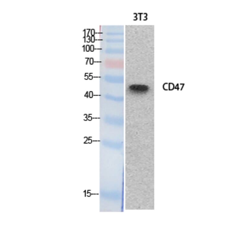 Western blot - CD47 Polyclonal Antibody from Signalway Antibody (41879) - Antibodies.com