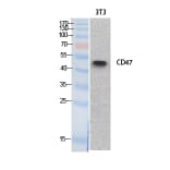 Western blot - CD47 Polyclonal Antibody from Signalway Antibody (41879) - Antibodies.com