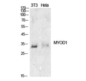 Western blot - MyoD Polyclonal Antibody from Signalway Antibody (41911) - Antibodies.com