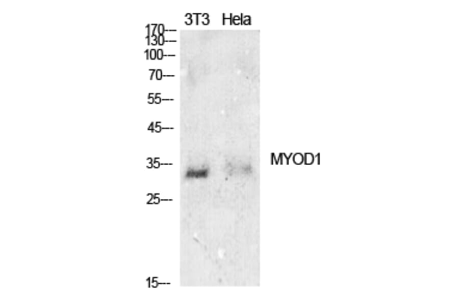 Western blot - MyoD Polyclonal Antibody from Signalway Antibody (41911) - Antibodies.com