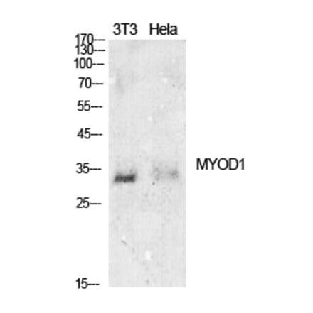 Western blot - MyoD Polyclonal Antibody from Signalway Antibody (41911) - Antibodies.com