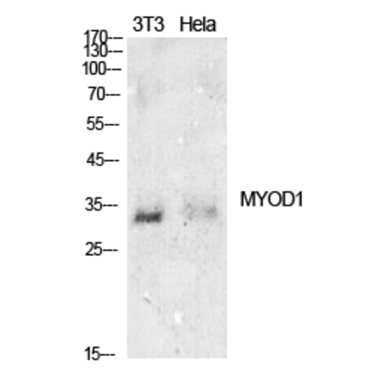 Western blot - MyoD Polyclonal Antibody from Signalway Antibody (41911) - Antibodies.com