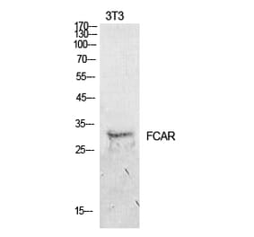 Western blot - CD89 Polyclonal Antibody from Signalway Antibody (41934) - Antibodies.com