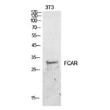 Western blot - CD89 Polyclonal Antibody from Signalway Antibody (41934) - Antibodies.com