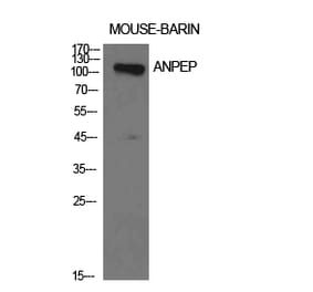 Western blot - CD13 Polyclonal Antibody from Signalway Antibody (41945) - Antibodies.com