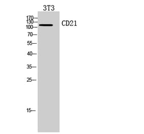 Western blot - CD21 Polyclonal Antibody from Signalway Antibody (41948) - Antibodies.com