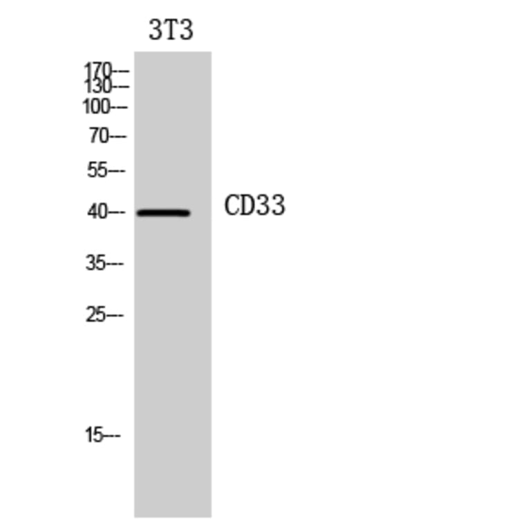 Western blot - CD33 Polyclonal Antibody from Signalway Antibody (41950) - Antibodies.com