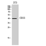 Western blot - CD33 Polyclonal Antibody from Signalway Antibody (41950) - Antibodies.com