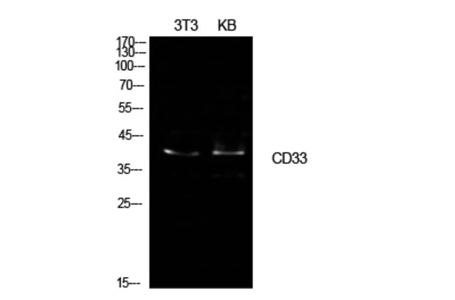 Western blot - CD33 Polyclonal Antibody from Signalway Antibody (41950) - Antibodies.com