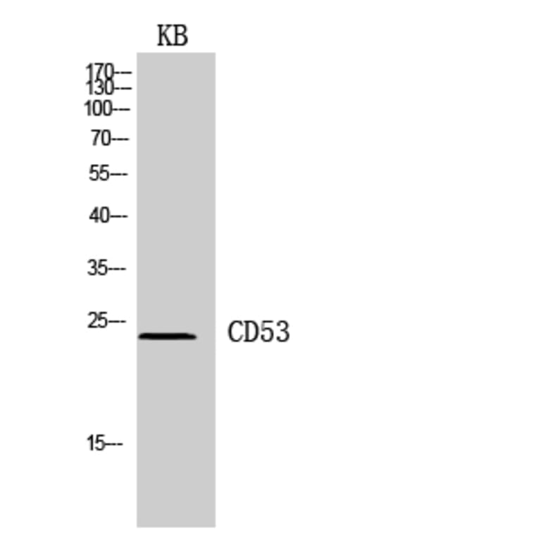 Western blot - CD53 Polyclonal Antibody from Signalway Antibody (41956) - Antibodies.com