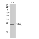 Western blot - CD53 Polyclonal Antibody from Signalway Antibody (41956) - Antibodies.com