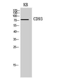 Western blot - CD93 Polyclonal Antibody from Signalway Antibody (41962) - Antibodies.com