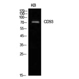 Western blot - CD93 Polyclonal Antibody from Signalway Antibody (41962) - Antibodies.com