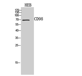 Western blot - CD98 Polyclonal Antibody from Signalway Antibody (41964) - Antibodies.com