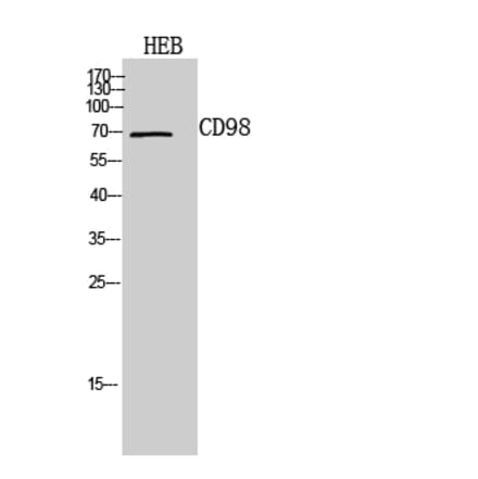 Western blot - CD98 Polyclonal Antibody from Signalway Antibody (41964) - Antibodies.com