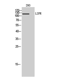 Western blot - LIFR Polyclonal Antibody from Signalway Antibody (41969) - Antibodies.com
