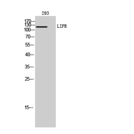 Western blot - LIFR Polyclonal Antibody from Signalway Antibody (41969) - Antibodies.com