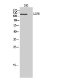 Western blot - LIFR Polyclonal Antibody from Signalway Antibody (41969) - Antibodies.com