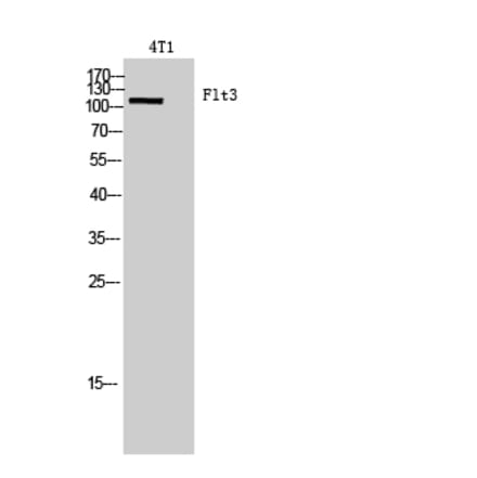 Western blot - Flt3 Polyclonal Antibody from Signalway Antibody (41973) - Antibodies.com