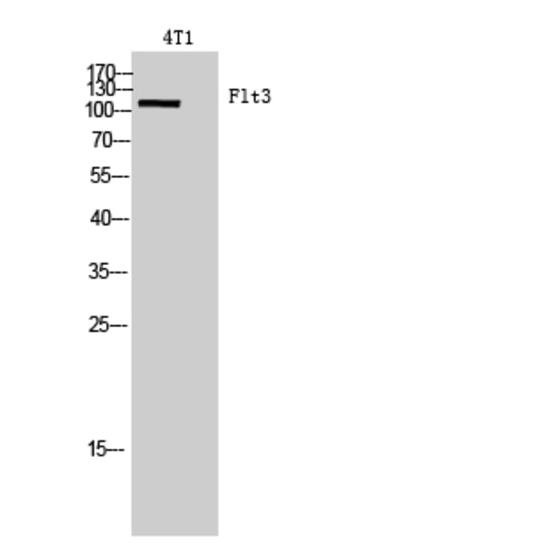 Western blot - Flt3 Polyclonal Antibody from Signalway Antibody (41973) - Antibodies.com