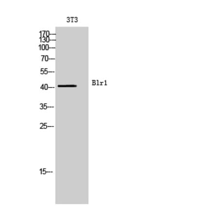 Western blot - Blr1 Polyclonal Antibody from Signalway Antibody (41978) - Antibodies.com
