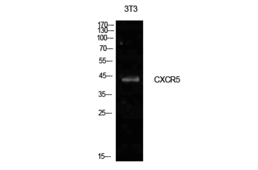 Western blot - Blr1 Polyclonal Antibody from Signalway Antibody (41978) - Antibodies.com