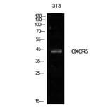 Western blot - Blr1 Polyclonal Antibody from Signalway Antibody (41978) - Antibodies.com