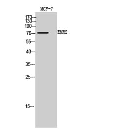 Western blot - EMR2 Polyclonal Antibody from Signalway Antibody (41989) - Antibodies.com