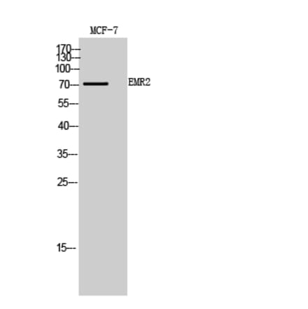 Western blot - EMR2 Polyclonal Antibody from Signalway Antibody (41989) - Antibodies.com