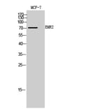 Western blot - EMR2 Polyclonal Antibody from Signalway Antibody (41989) - Antibodies.com