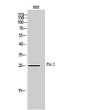 Western blot - Ebi3 Polyclonal Antibody from Signalway Antibody (42009) - Antibodies.com