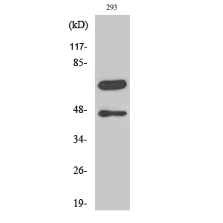 Western blot - Cleaved-Caspase-8 (D384) Polyclonal Antibody from Signalway Antibody (40502) - Antibodies.com