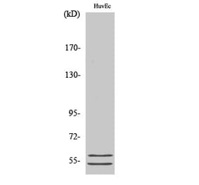 Western blot - CBG Polyclonal Antibody from Signalway Antibody (40685) - Antibodies.com