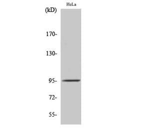 Western blot - Fer Polyclonal Antibody from Signalway Antibody (40923) - Antibodies.com