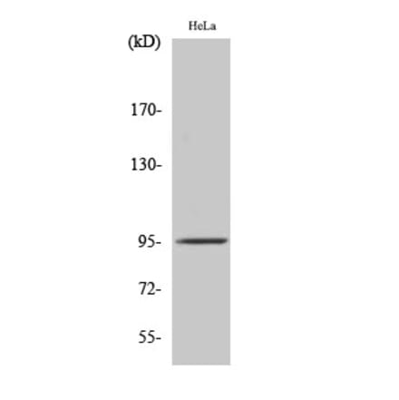 Western blot - Fer Polyclonal Antibody from Signalway Antibody (40923) - Antibodies.com