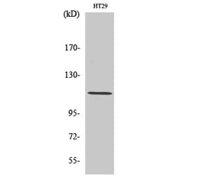Western blot - Lfc Polyclonal Antibody from Signalway Antibody (41105) - Antibodies.com
