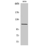 Western blot - Lfc Polyclonal Antibody from Signalway Antibody (41105) - Antibodies.com