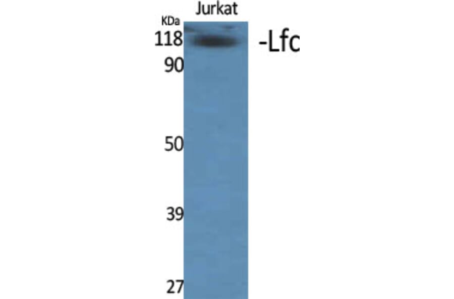 Western blot - Lfc Polyclonal Antibody from Signalway Antibody (41105) - Antibodies.com