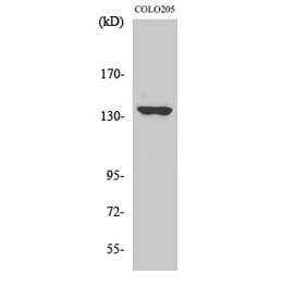 Western blot - MN1 Polyclonal Antibody from Signalway Antibody (41158) - Antibodies.com